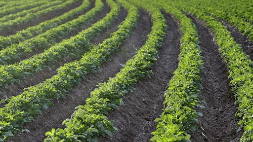 Potato fields
