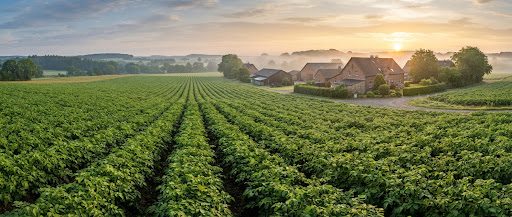 Kartoffelfeld bei Sonnenaufgang auf dem Landhof Birmes